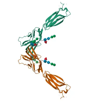 Kaninchen Anti-Maus CD112/Nectin-2 Monoklonaler Antikörper für Durchflusszytometrie - P32507