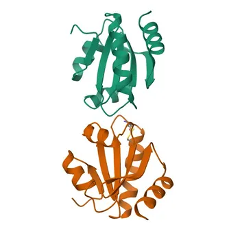 Anti-Thioredoxin 2 (TXN2) Rabbit Monoclonal Antibody for WB, IF/ICC, ELISA - Q99757
