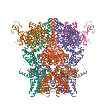 Anticuerpo monoclonal de conejo anti-TRPM8 para WB y ELISA - Q7Z2W7