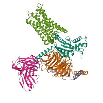 Anticorpo monoclonale di coniglio contro il recettore della dopamina D3 (DRD3) per WB, ELISA - P35462