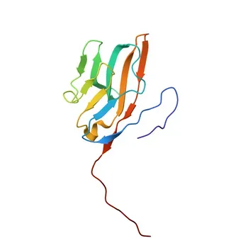 Anticorpo Monoclonal de Coelho anti-CD48 Humano para FC - P09326