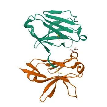 Anti-Human TREM1 (CD354) Monoclonal Antibody for Flow Cytometry - Q9NP99
