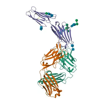 Rabbit anti-Human CD200R Monoclonal Antibody for Flow Cytometry - Q8TD46