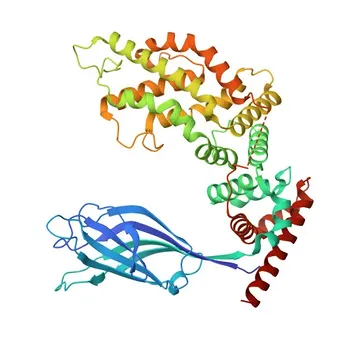 Anticorpo Monoclonal Anti-RASA1 para WB, ELISA - P20936
