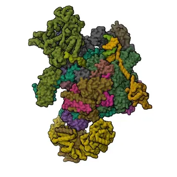 Anticorpo monoclonale di coniglio anti-PAF1 per WB, IHC-P, ELISA - Q8N7H5