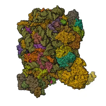 Anticorpo monoclonal de coelho anti-PELP1 para WB e ELISA - Q8IZL8