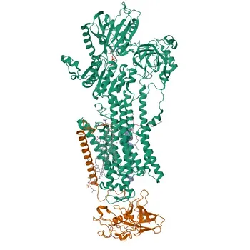Anticorpo monoclonale di coniglio anti-CD298/ATP1B3 umano per FC - P54709