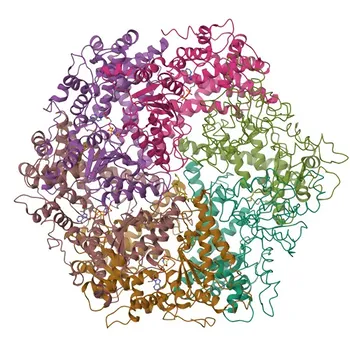 Anticorpo Monoclonale Anti-AFG3L2 (OPA12/SCA28/SPAX5) per WB, IHC-P, IF/ICC - Q9Y4W6