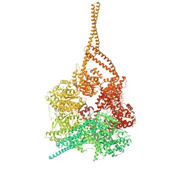 KD-validiertes Anti-DYNC1H1 monoklonaler Antikörper für WB, IHC-P, IF/ICC, ELISA - Q14204