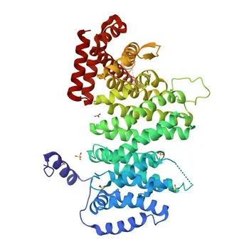 Anticorpo monoclonale di coniglio anti-WAPL per WB, IF/ICC, IP, ELISA - Q7Z5K2