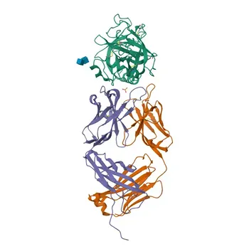 Anticorpo monoclonale di coniglio Anti-PSA/KLK3 per WB, ELISA - P07288
