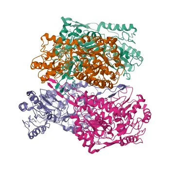 Anticorpo Monoclonal de Coelho Anti-ALDH1L1 para WB, IF, IHC, ELISA - O75891