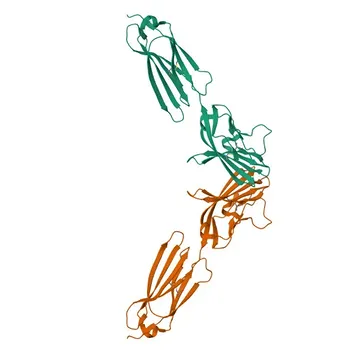 Anticorpo monoclonale di coniglio anti-Nectin-4/PVRL4 per FC, ELISA - Q96NY8