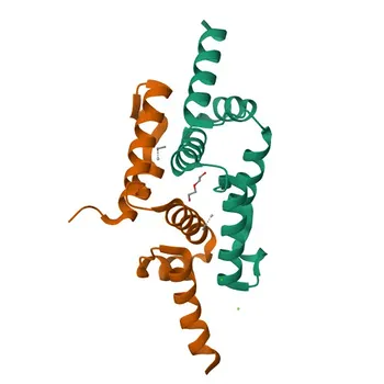 ZNF24 Rabbit PolymAb® Monoclonal Antibody for WB, IF/ICC, IF-P, IHC-P, ELISA - P17028