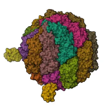 Anticorpo Monoclonal de Coelho contra βII-Tubulina/β2-Tubulina para WB, IHC-P, IF/ICC, ELISA - Q13885 / Q9BVA1