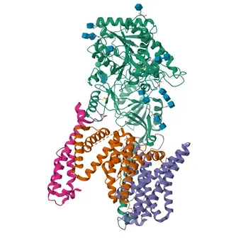 Anticorpo monoclonale di coniglio anti-PEN2/PSENEN per WB, IF/ICC, IF-P, ELISA - Q9NZ42