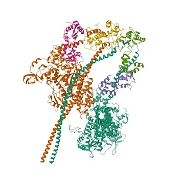 Anticorpo Monoclonal de Coelho Anti-Cadeia Pesada de Miosina para WB, IHC, IF, ELISA - P12883 / P13533