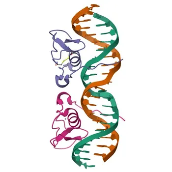 PolymAb® de conejo anti-GATA3 para WB, IF/ICC, IF-P, IHC-P, ChIP, ELISA - P23772