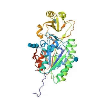 Anticorpo Monoclonal de Coelho Anti-ENPP5 para WB, IF/ICC, ELISA - Q9UJA9