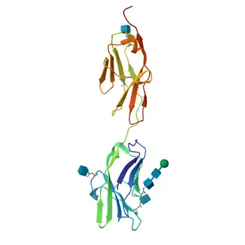 Anticorpo Monoclonal de Coelho Anti-CD66a/CEACAM1 para WB, IF-P, IHC-P, FC, ELISA - P31809