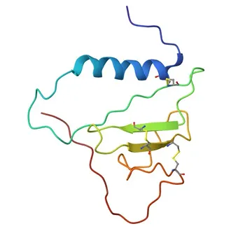 Anticorpo Monoclonal Anti-IGFBP2 para WB, IHC-P, ELISA - P18065
