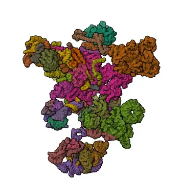 مضاد أحادي النسيلة ضد SRSF1/SF2/ASP للترحيل الغربي (WB)، والمناعة المنسوجة (IHC-P)، وELISA - Q07955