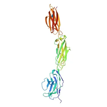 Anticorpo Monoclonal Coelho anti-Humano CD172a/SIRPα para FC - P78324