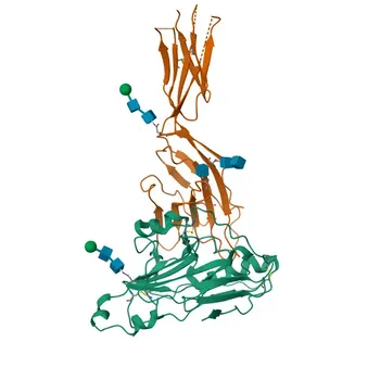 Anticorpo monoclonale APC Rabbit anti-Umano Nectin-1/CD111 per Citofluorimetria - Q15223