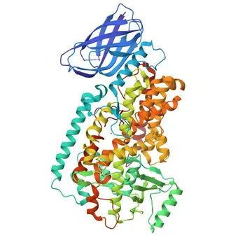 Anticorpo Monoclonal Anti-12 Lipoxigenase/ALOX12 para WB, IF-P, ELISA - P18054