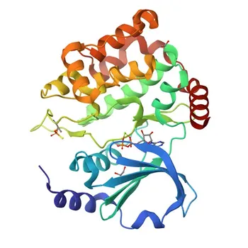 Anticorpo Monoclonal de Coelho Anti-PAK3 para WB, IHC-P, ELISA - O75914
