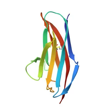 Anticuerpo monoclonal de conejo anti-CD56/NCAM de ratón conjugado con para FC - P13595