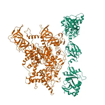 Anticuerpo monoclonal de conejo USP7/HAUSP para WB, IHC-P, ELISA - Q93009
