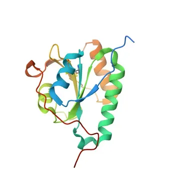 Anticorpo monoclonale di coniglio anti-PDIA6 per WB, IF/ICC, ELISA - Q15084