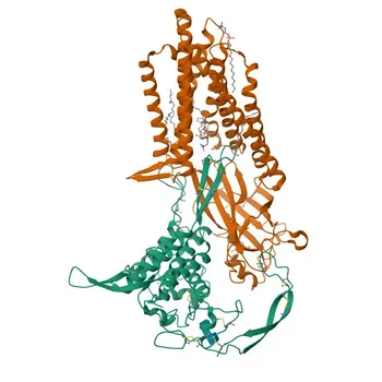 Anticorpo monoclonale Anti-WNT3A per WB, IP, IF/ICC, IF-P, IHC-P, ELISA - P56704