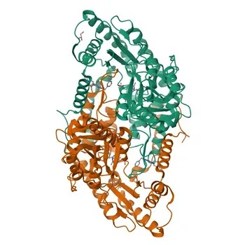 Anticuerpo Monoclonal de Conejo Anti-SGPL1 para WB, IF, IHC, ELISA - O95470