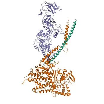 Anticorpo Monoclonal de Coelho Anti-RARS para WB, IF-P, IHC-P, ELISA - P54136