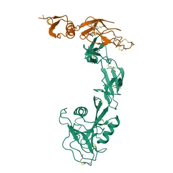 Anticuerpo Monoclonal de Conejo anti-Humano CD93 para FC - Q9NPY3