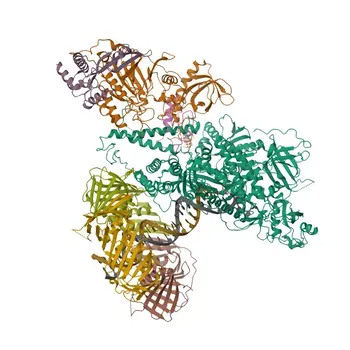 Anticorpo Monoclonal Anti-POLD1 para WB, ELISA - P28340
