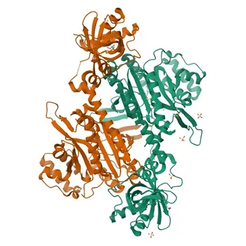 Anticuerpo monoclonal de conejo Anti-LysRS/KARS para WB, IHC-P, IF/ICC, IP, ELISA - Q15046