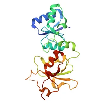 Anticorpo Policlonal de Coelho Anti-Fosfo-BRCA1 (S988) para IHC-P, IF/ICC, ELISA - P38398