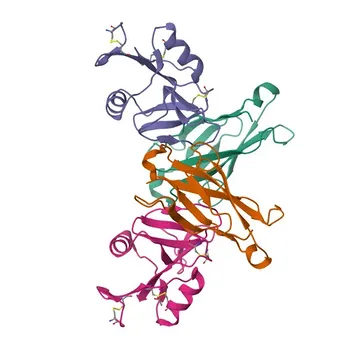 PolymAb® coelho anti-Humano KLRG1 conjugado para Citometria de Fluxo - Q96E93