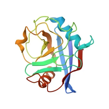 Anticorpo monoclonal de coelho anti-ciclofilina F validado por KD para WB, IHC-P, ELISA - P30405