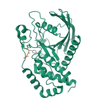 Anticuerpo Monoclonal Anti-STXBP1 para WB, IHC-P, ELISA - P61764