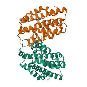 Anticorpo monoclonal de coelho anti-Humano HMOX1 conjugado a PE - P09601