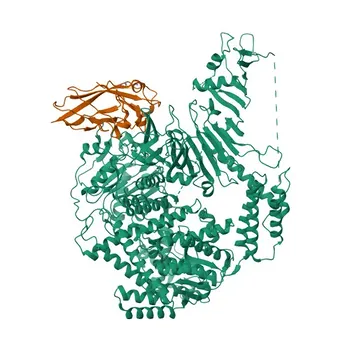 Anticorpo Monoclonal Coelho anti-Humano NG2 para FC - Q6UVK1