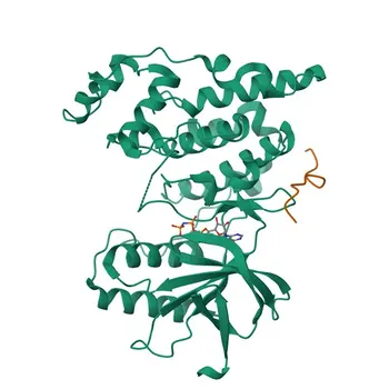pAb de coelho contra Phospho-JNK1-T183/Y185 + JNK2-T183/Y185 + JNK3-T221/Y223 - P45983 / P45984 / P53779
