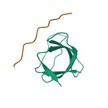 Anticuerpo monoclonal de conejo Anti-CRK/CRKII para WB, ELISA - P46108