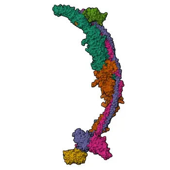 Anti-Phospho-TSC2-T1462 Kaninchen-polyklonaler Antikörper für WB - P49815