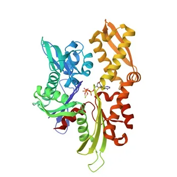 Anticuerpo monoclonal de conejo Anti-HSP105/HSPH1 para WB y ELISA - Q92598