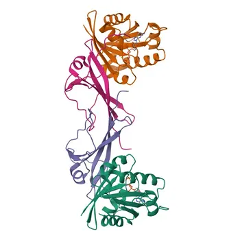 Anticuerpo monoclonal de conejo Anti-KIF23 para WB, IP, ELISA - Q02241